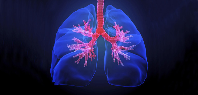 Des chercheurs de Toronto sont parvenus à modifier le groupe sanguin des poumons d'un donneur pour en faire des "poumons universels".