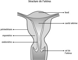 Carcinosarcomes utérins et ovariens : nouvelles données françaises de vraie vie Carcinosarcomes utérins et ovariens : nouvelles données françaises de vraie vie