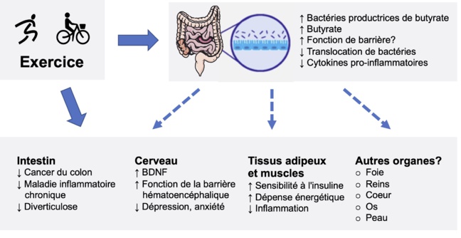 Un microbiome et un métabolome spécifiques chez les patients coronariens Un microbiome et un métabolome spécifiques chez les patients coronariens
