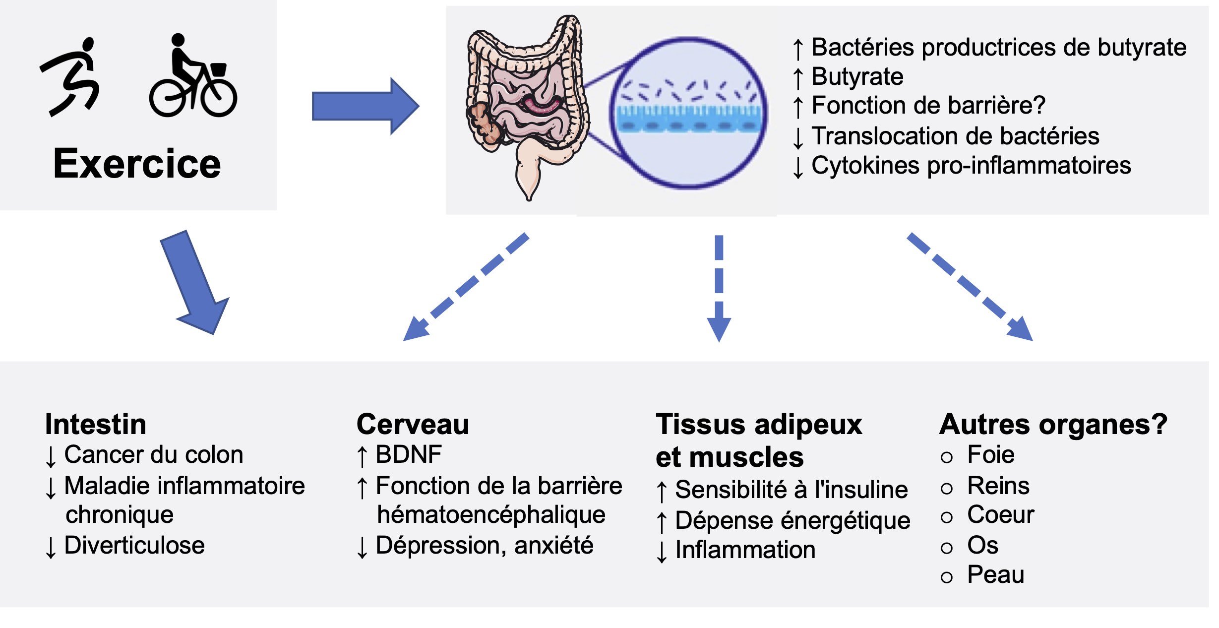 Un microbiome et un métabolome spécifiques chez les patients coronariens