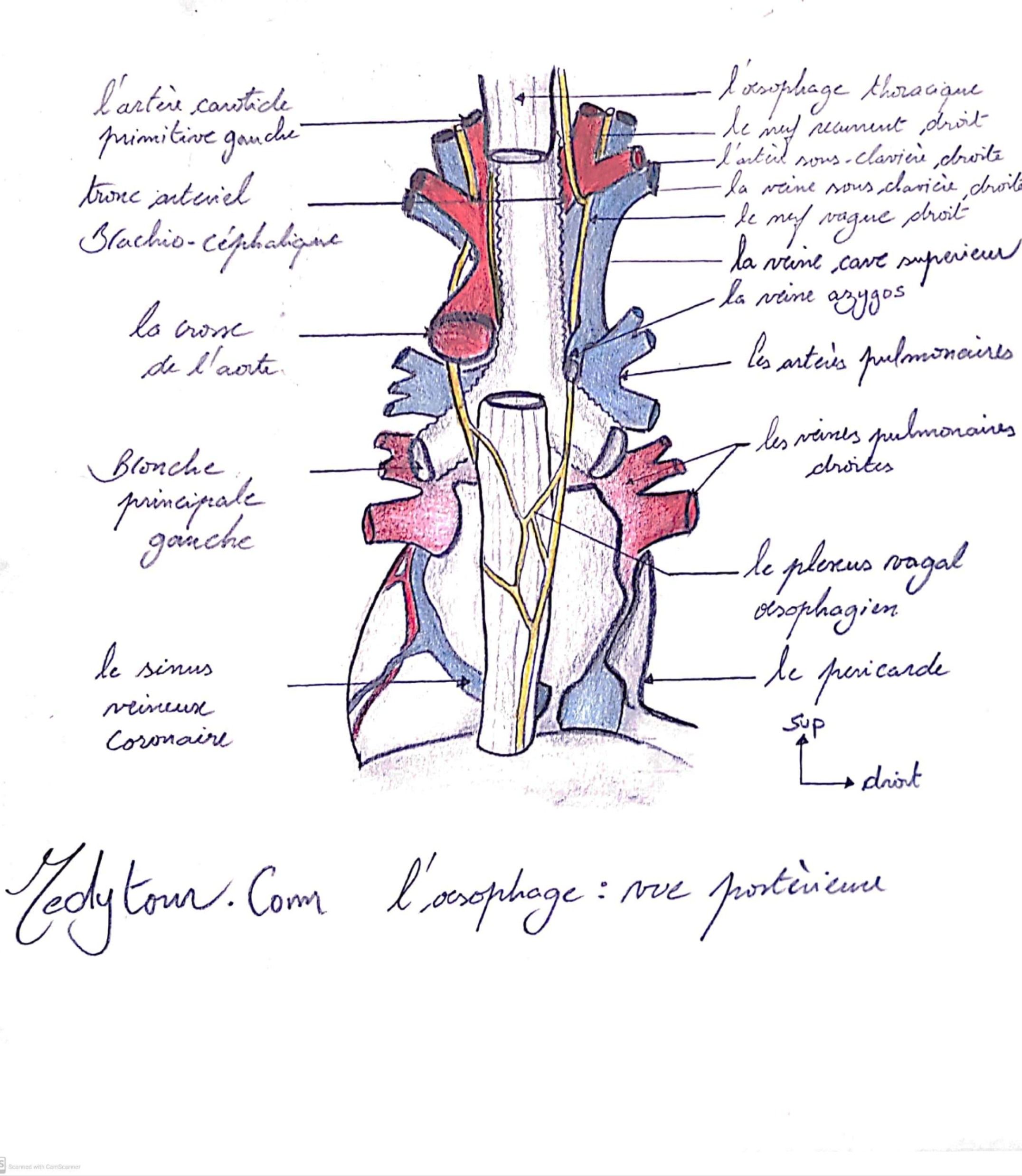 Œsophage de Barrett : quels sont les intervalles de surveillance optimaux après l’élimination endoscopique ?