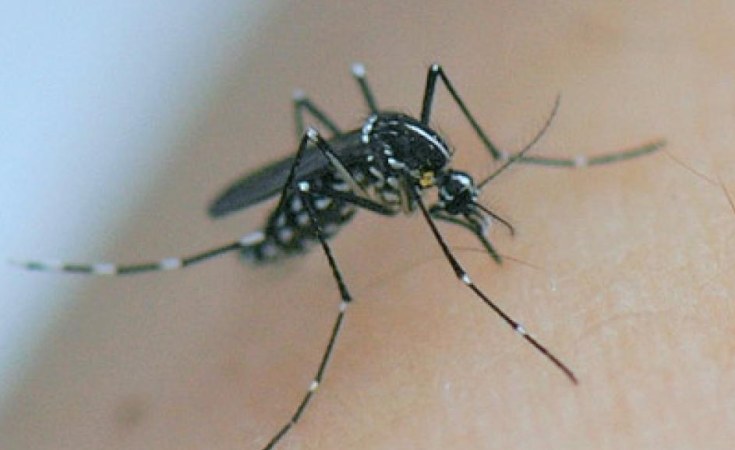 Cote d'Ivoire: Abidjan touchée par une cinquième épidémie de dengue due à l'insalubrité