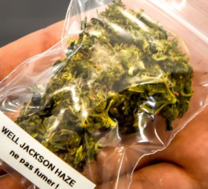 Consommation de cannabis courante pour la spasticité liée à la SEP