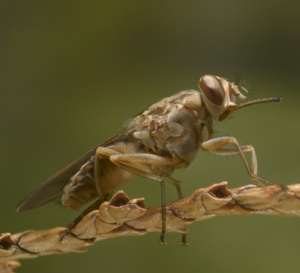 RDC: lancement d'une campagne numérique pour dépister la trypanosomiase.