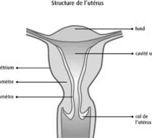 Carcinosarcomes utérins et ovariens : nouvelles données françaises de vraie vie