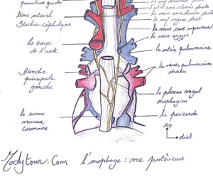 Œsophage de Barrett : quels sont les intervalles de surveillance optimaux après l’élimination endoscopique ?