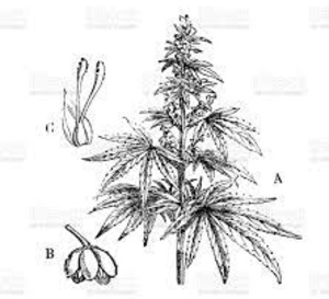 Cannabinoïdes : attention à la pancréatite aiguë