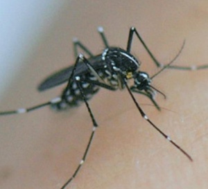 Cote d'Ivoire: Abidjan touchée par une cinquième épidémie de dengue due à l'insalubrité