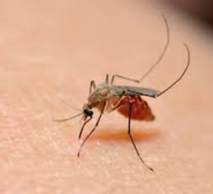 Paludisme: Kolda dans la 'zone rouge' (médecin-chef)