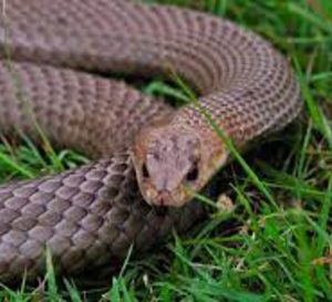 Dans quel contexte les morsures de vipères surviennent -elles ?