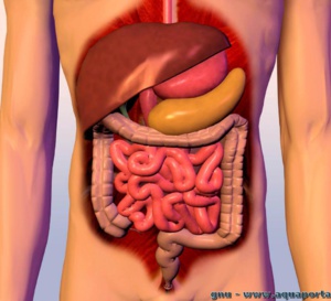 Soigner son intestin et son microbiote pour une meilleure santé ? L’importance du dépistage