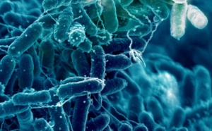 Le microbiote expliquerait-il l'effet bénéfique du chocolat sur le moral?
