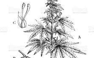 Cannabinoïdes : attention à la pancréatite aiguë