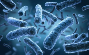 Acinetobacter baumannii, bactérie redoutée, se « cache » dans les cellules pour se multiplier