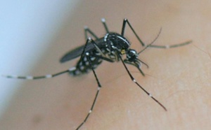 Cote d'Ivoire: Abidjan touchée par une cinquième épidémie de dengue due à l'insalubrité