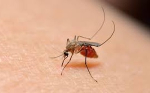 Paludisme: Kolda dans la 'zone rouge' (médecin-chef)