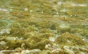 Prolifération de microalgues sur le littoral basque : quels risques pour la santé humaine