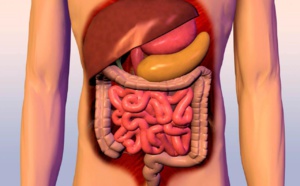 Soigner son intestin et son microbiote pour une meilleure santé ? L’importance du dépistage