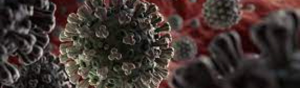 Le Sars-Cov-2 réveille des rétrovirus androgènes endormis dans notre génome.