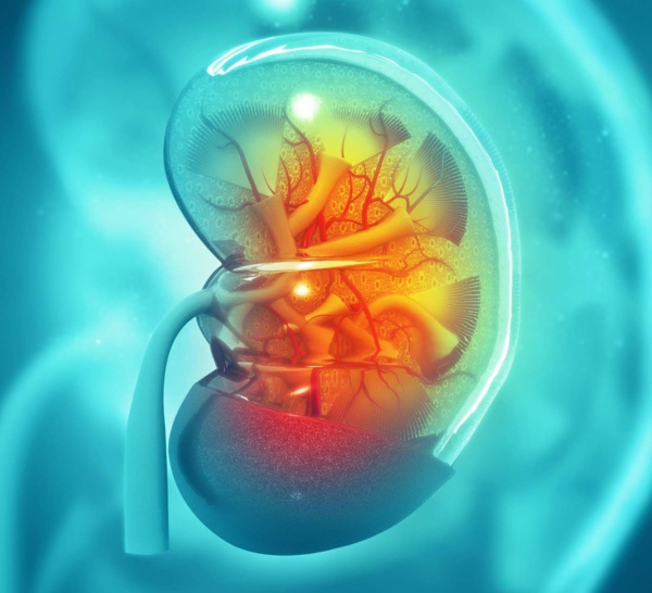 Cancer du rein : un traitement systémique personnalisé est possible