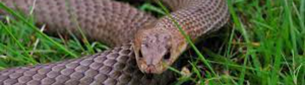 Dans quel contexte les morsures de vipères surviennent -elles ?