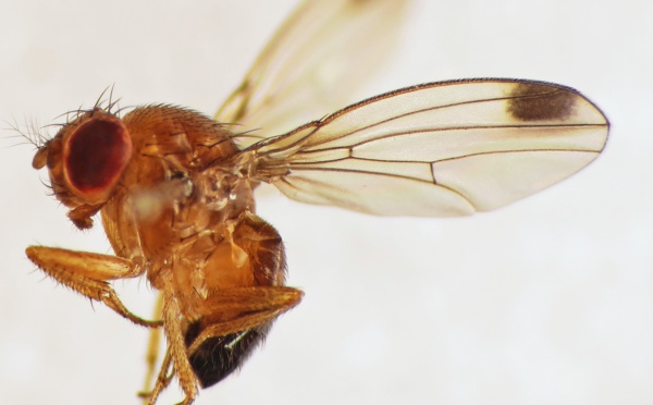 Impact des pesticides sur la maladie de Parkinson : que nous dit la drosophile ?