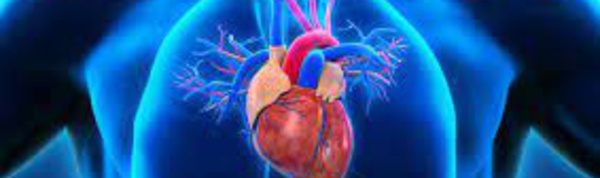 Ne pas négliger la carence en fer des insuffisants cardiaques