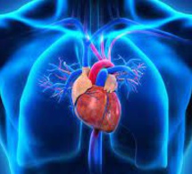 Ne pas négliger la carence en fer des insuffisants cardiaques