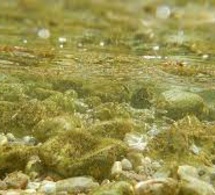 Prolifération de microalgues sur le littoral basque : quels risques pour la santé humaine